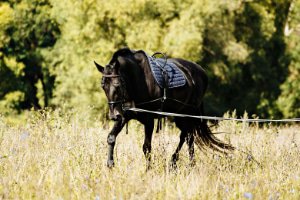 Longieren & Bodenarbeit Pferd